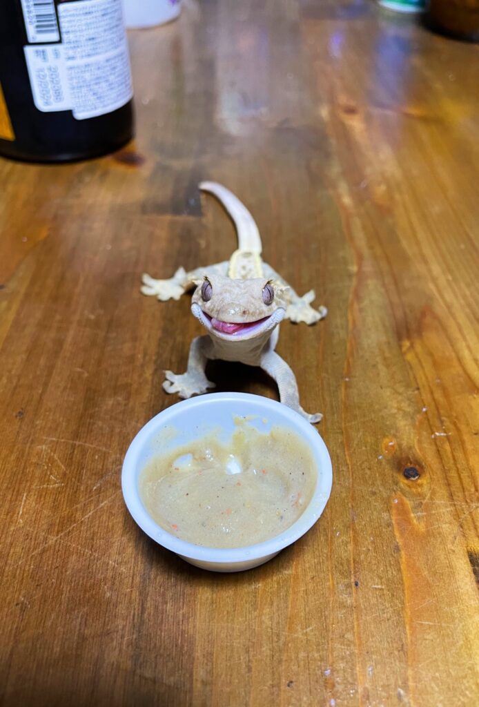 フードカップの前で舌を出しているクレステッドゲッコー。人工フードへの食いつきが良い。
