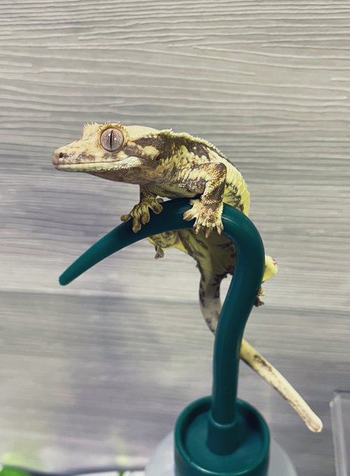 霧吹きのノズルの上に乗るクレステッドゲッコー。登れる場所を好む性質がよくわかる。