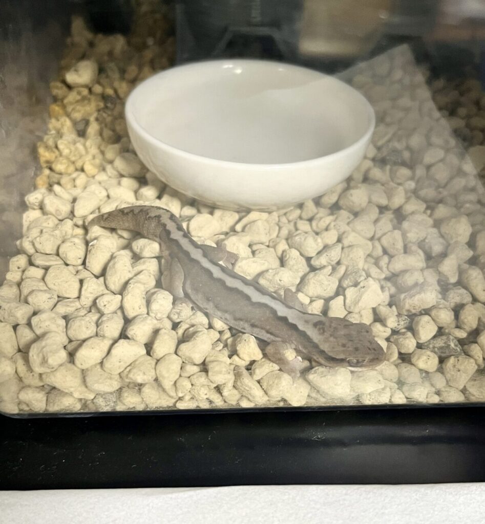 温まるレックスコムギイシヤモリ