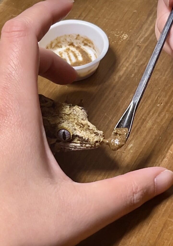 ガーゴイルゲッコーフィードをあげている様子