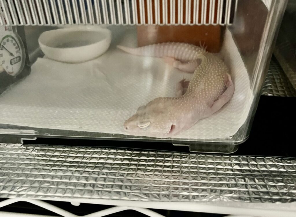 ナラベルトで温まるレオパ